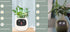 Smart Planter Endless Fun Over 49 Rich Expressions 7 Smart Sensors And AI Chips Make Raising Plants Easy And Fun TRENDFLOW