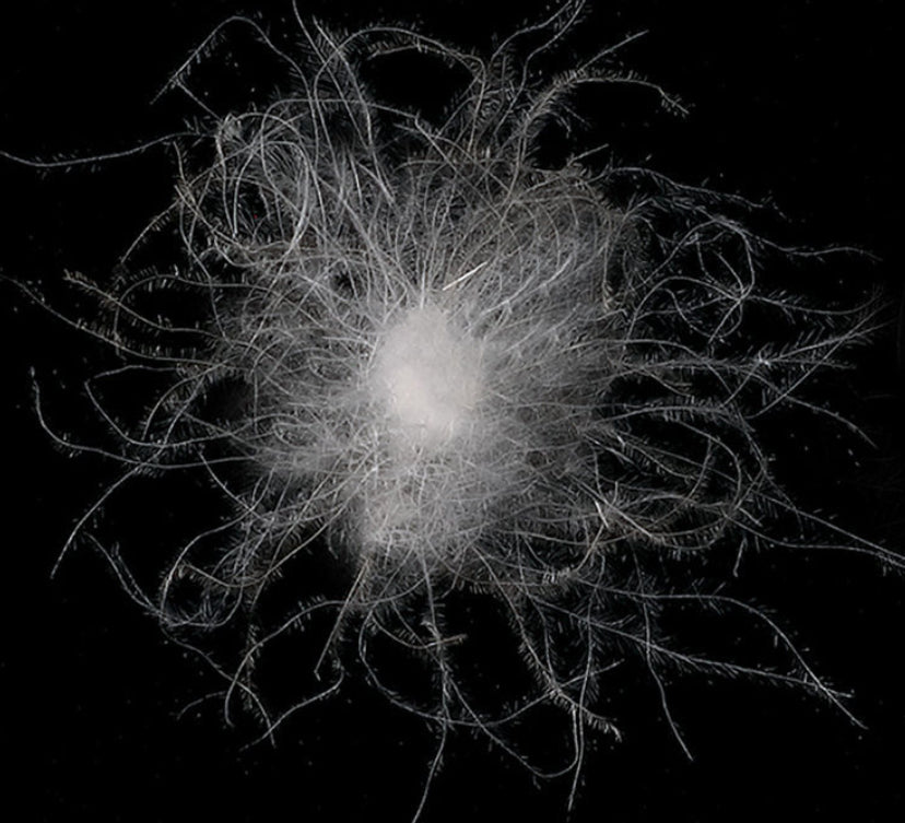 Giacca imbottita con cappuccio da uomo